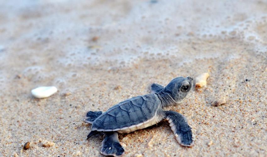 Call for application: Marine turtle conservation volunteer programme 2020 in Con Dao National Park (NP)