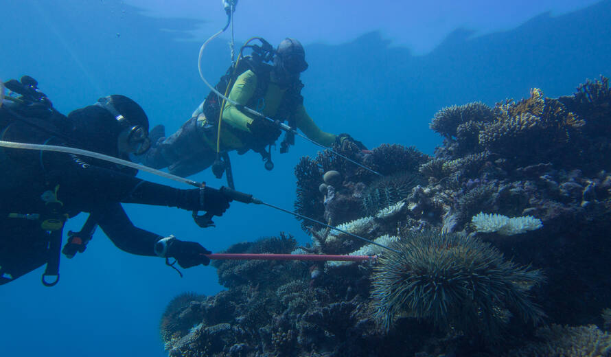 World Oceans Day: How marine World Heritage shapes the future of science and innovation