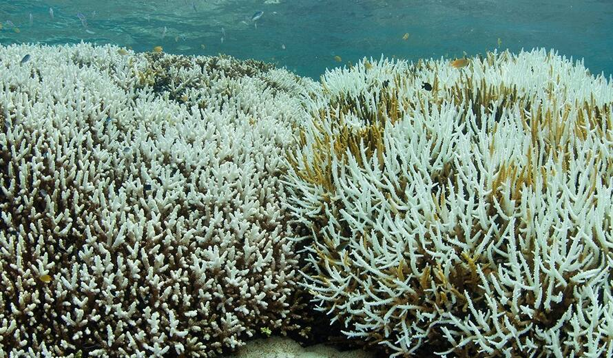 Ocean: UNESCO launches emergency plan to boost World Heritage-listed reefs’ resilience